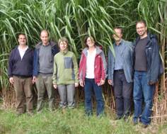 miscanthus